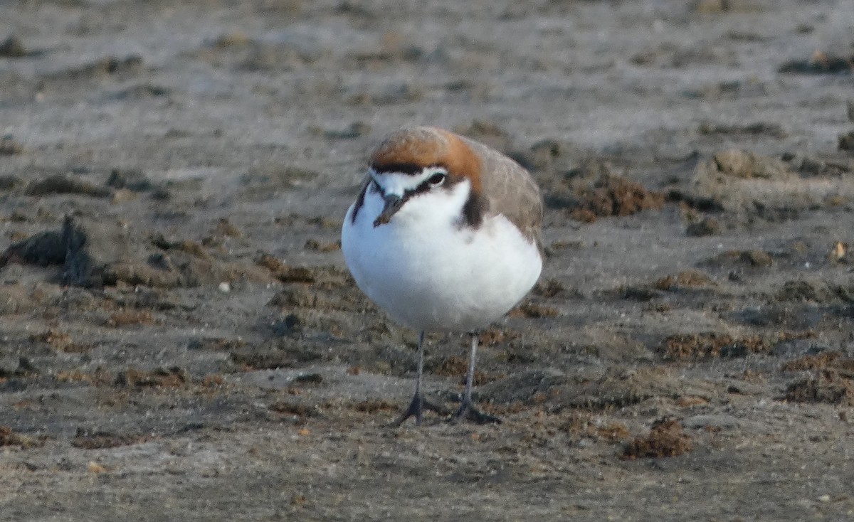 Red-capped Plover - ML616353043
