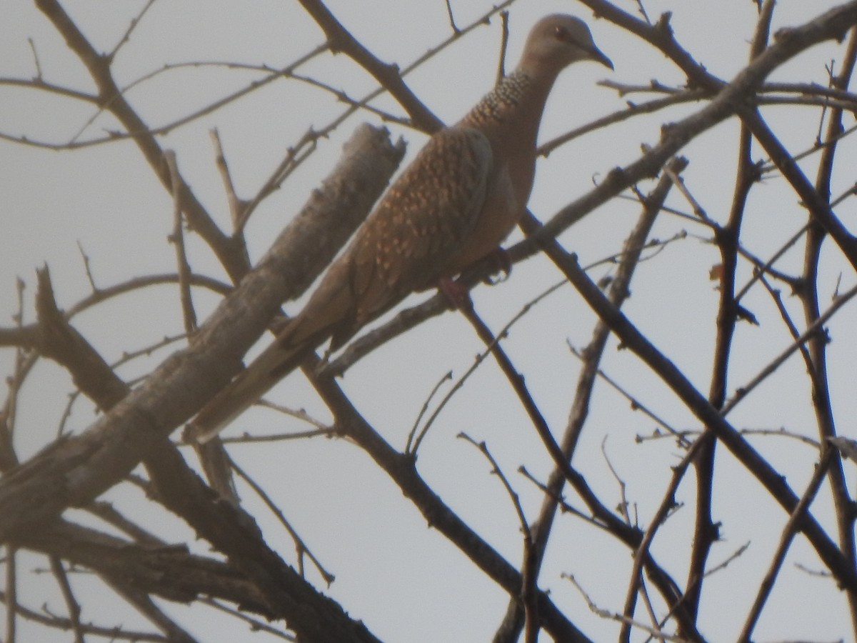 Spotted Dove - ML616353045