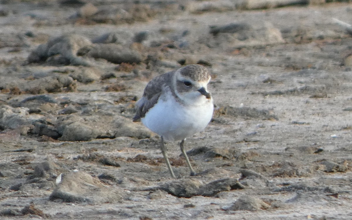 Double-banded Plover - ML616353060