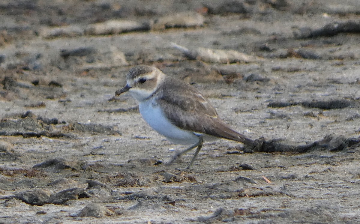 Double-banded Plover - ML616353061
