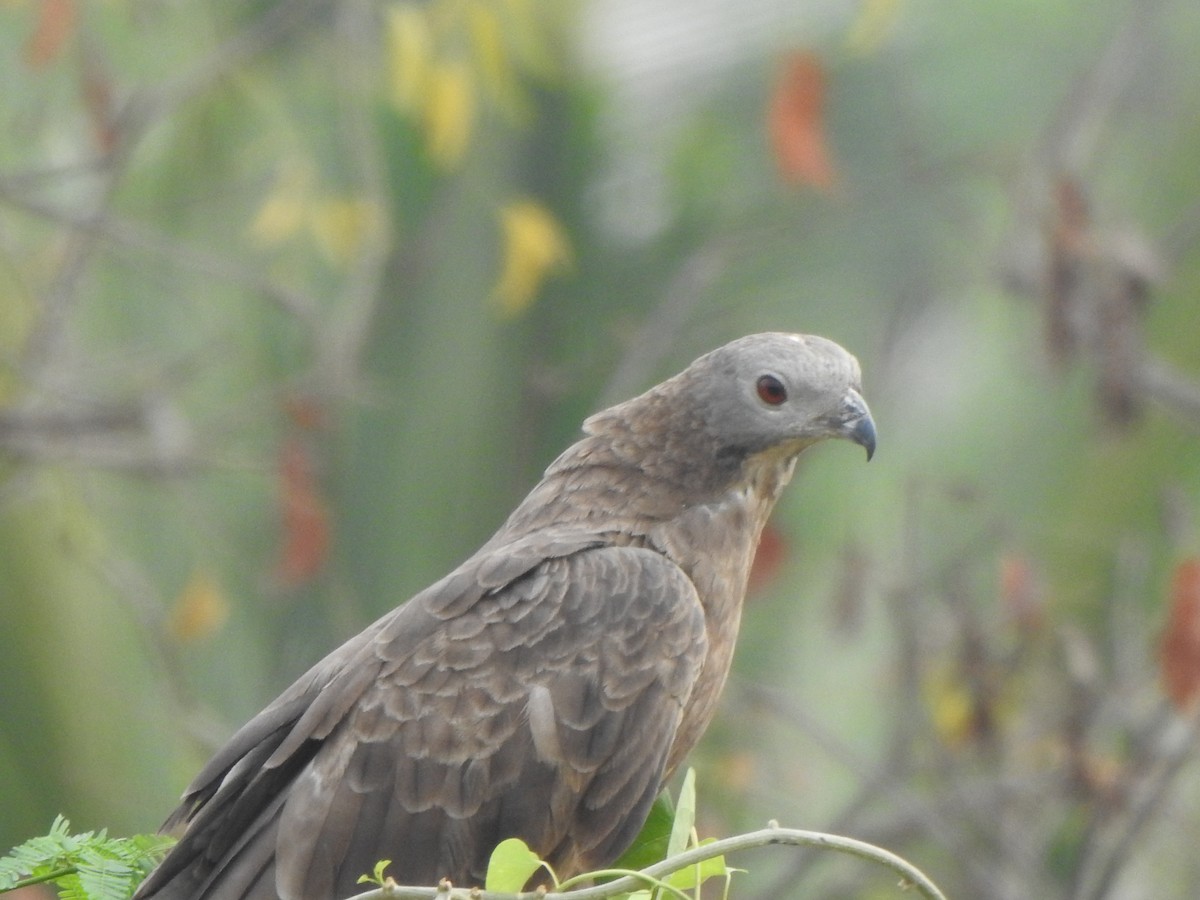Oriental Honey-buzzard - Arulvelan Thillainayagam
