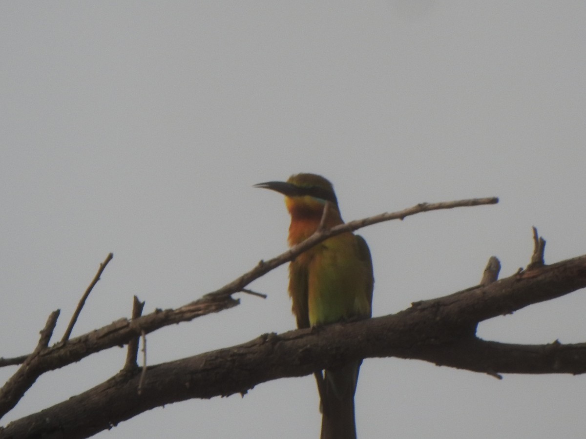 Blue-tailed Bee-eater - ML616353139