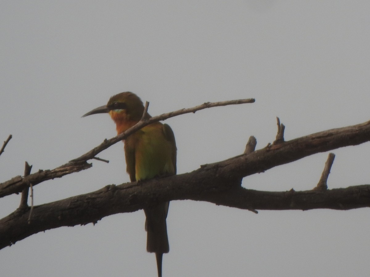 Blue-tailed Bee-eater - ML616353140