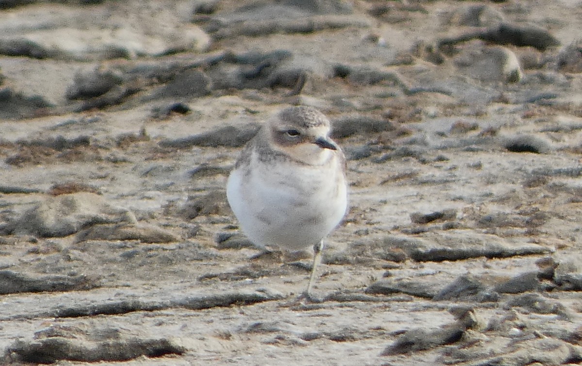 Double-banded Plover - ML616353151
