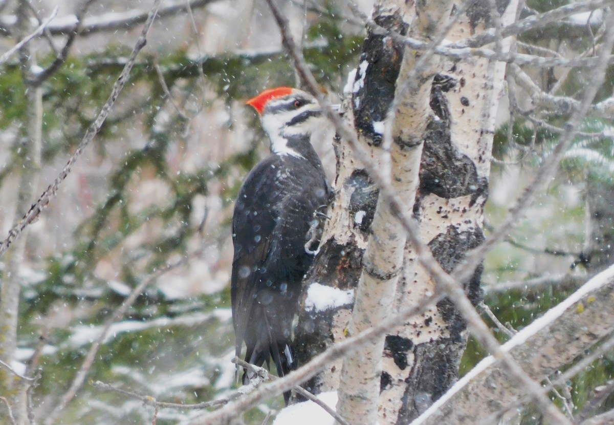 Pileated Woodpecker - ML616353156