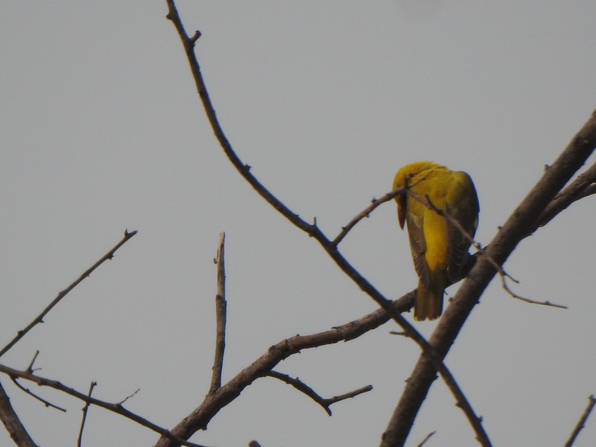 Indian Golden Oriole - ML616353185