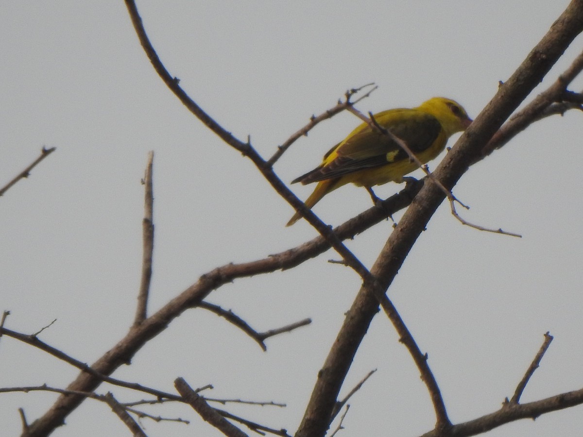 Indian Golden Oriole - ML616353186