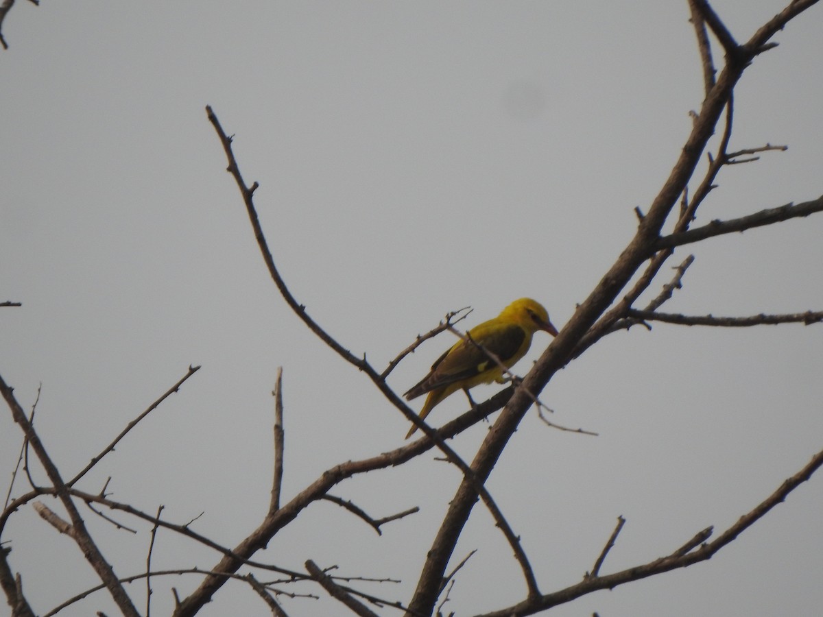 Indian Golden Oriole - ML616353187