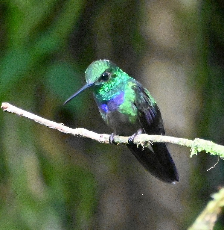 Purple-chested Hummingbird - ML616353201