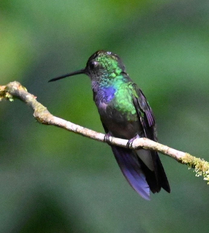 Purple-chested Hummingbird - ML616353202