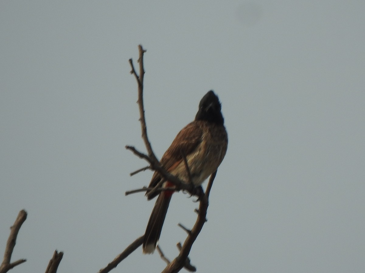 Red-vented Bulbul - ML616353206