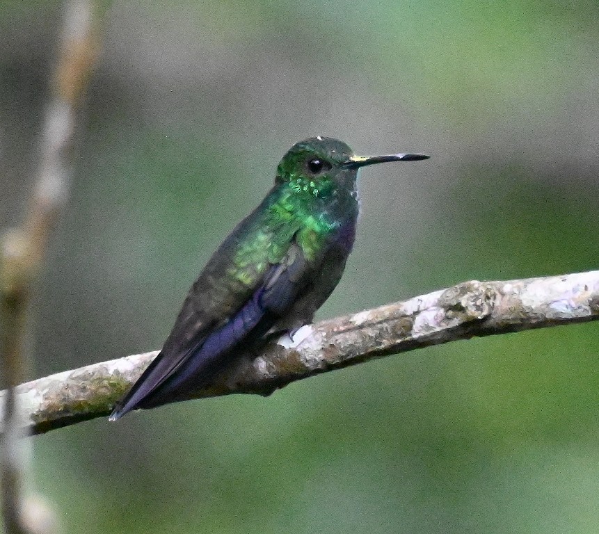kolibřík západokolumbijský - ML616353323
