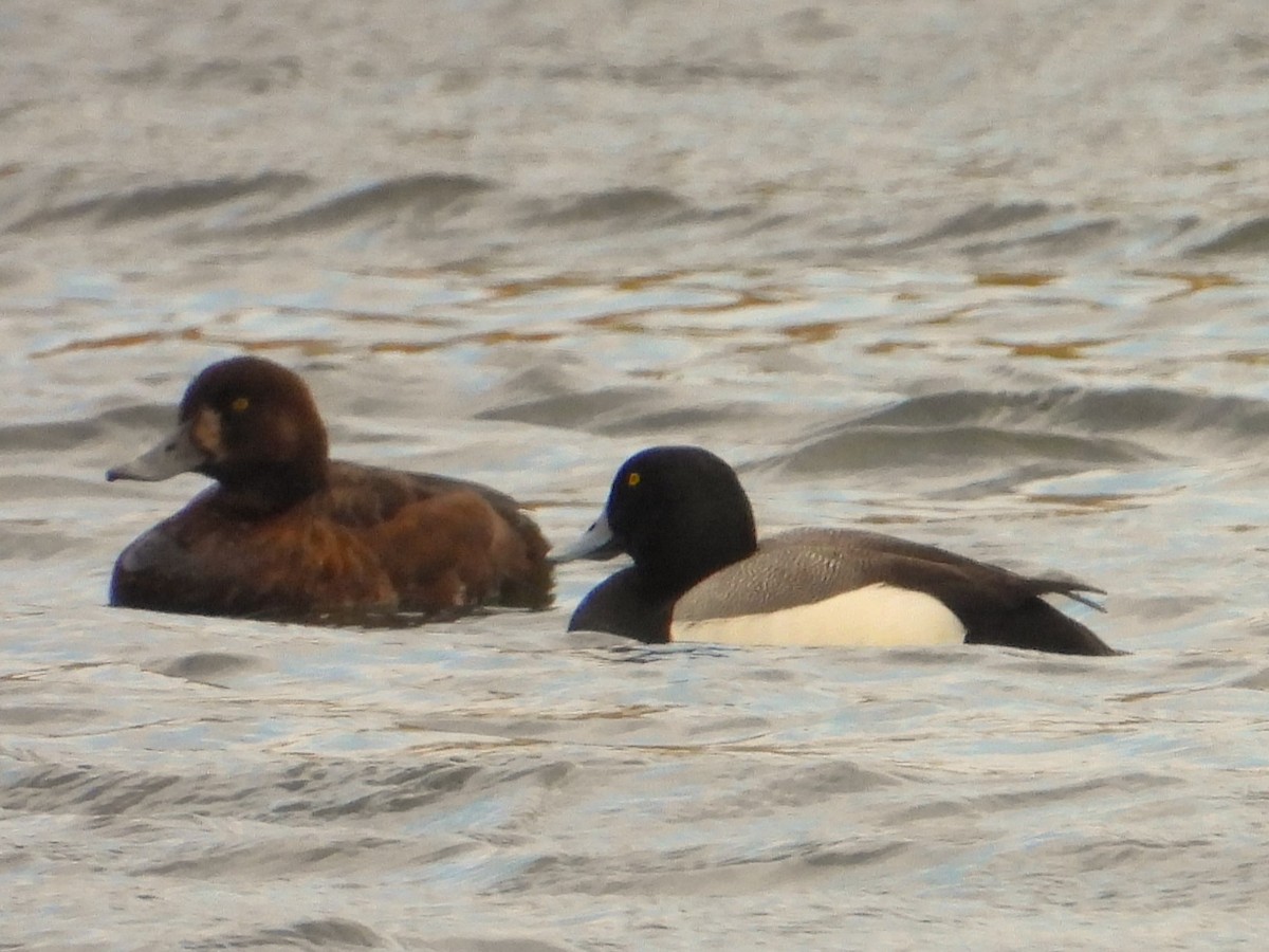 Greater Scaup - ML616353362