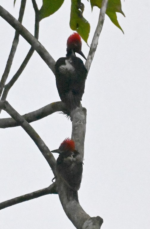 Guayaquil Woodpecker - ML616353381