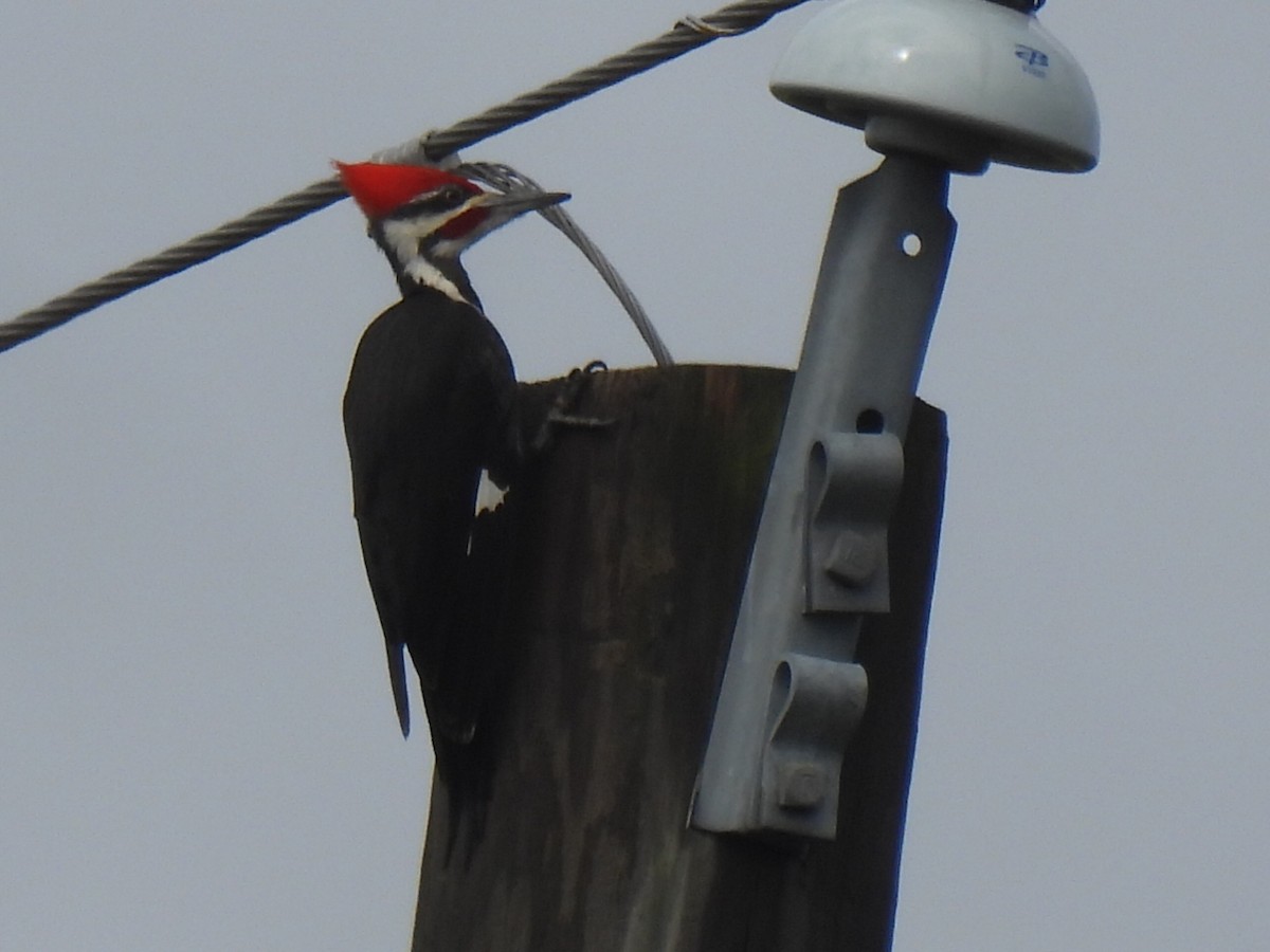 Pileated Woodpecker - ML616353500