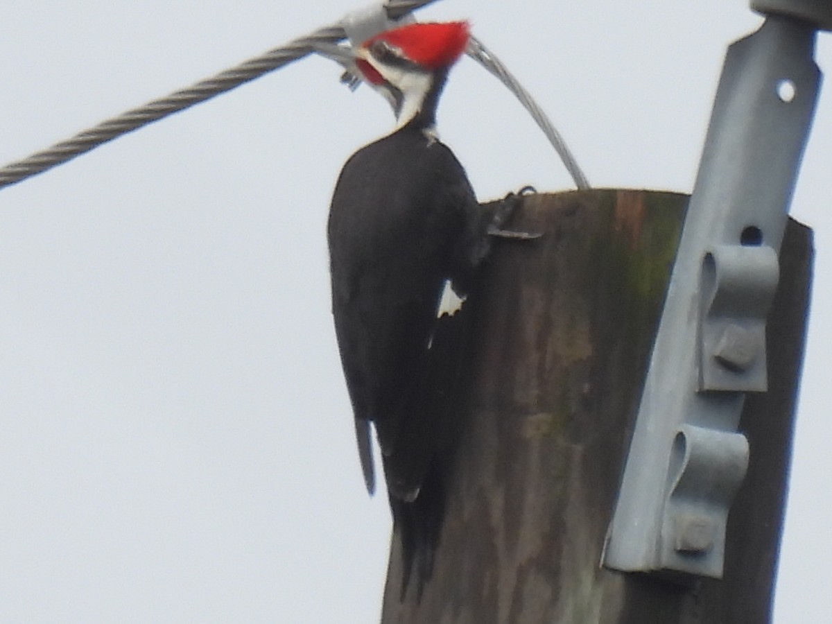 Pileated Woodpecker - Marie Asscherick