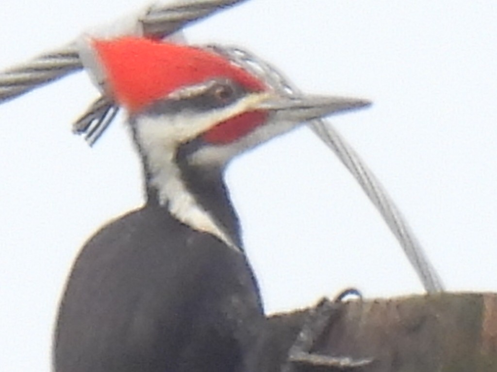Pileated Woodpecker - Marie Asscherick