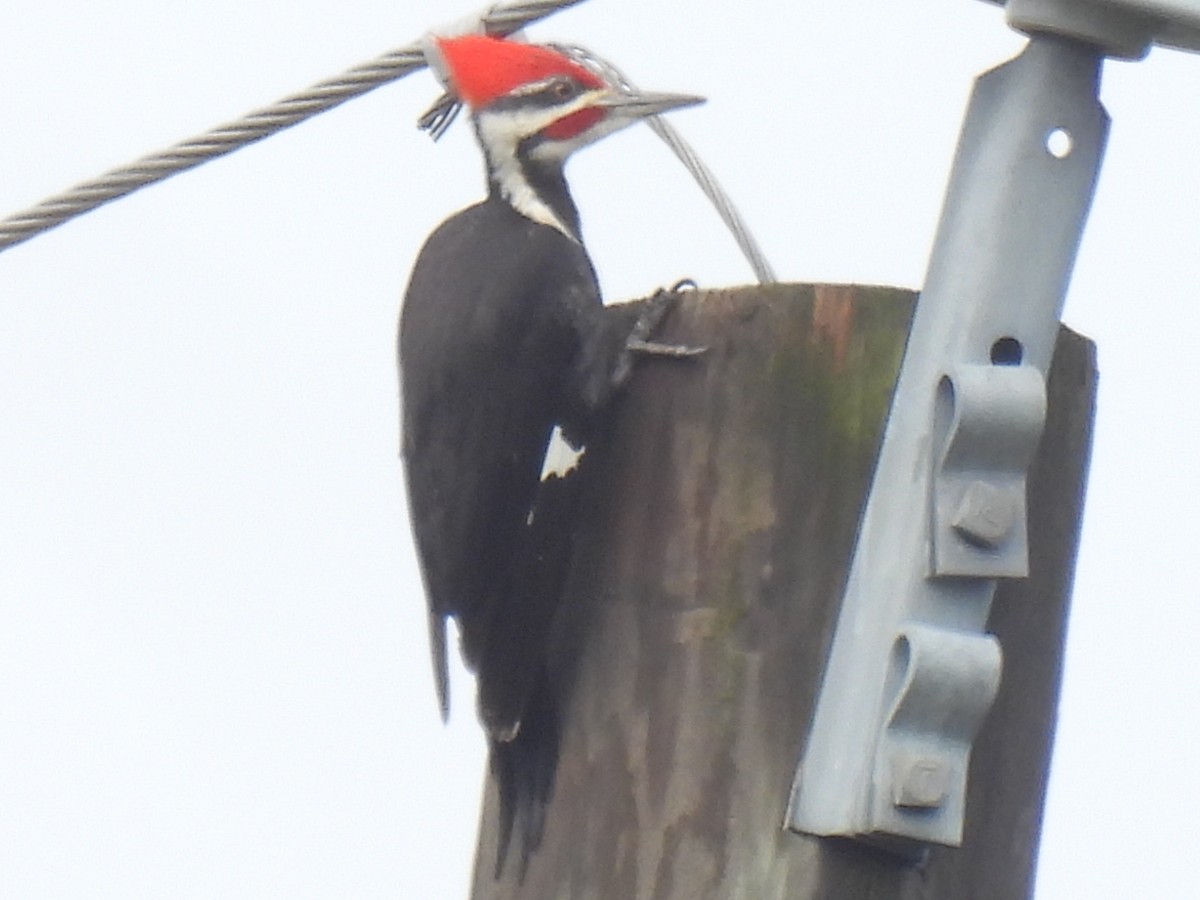 Pileated Woodpecker - ML616353507