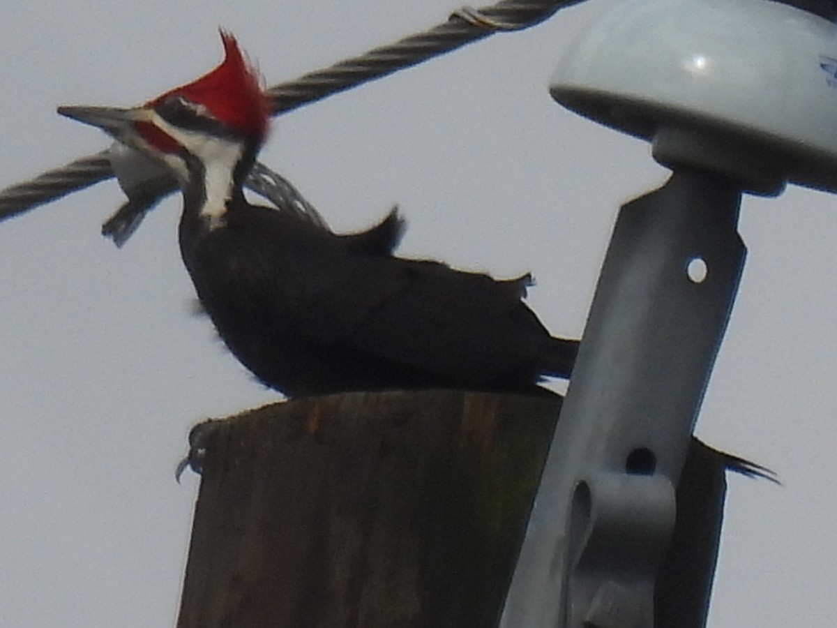 Pileated Woodpecker - ML616353517