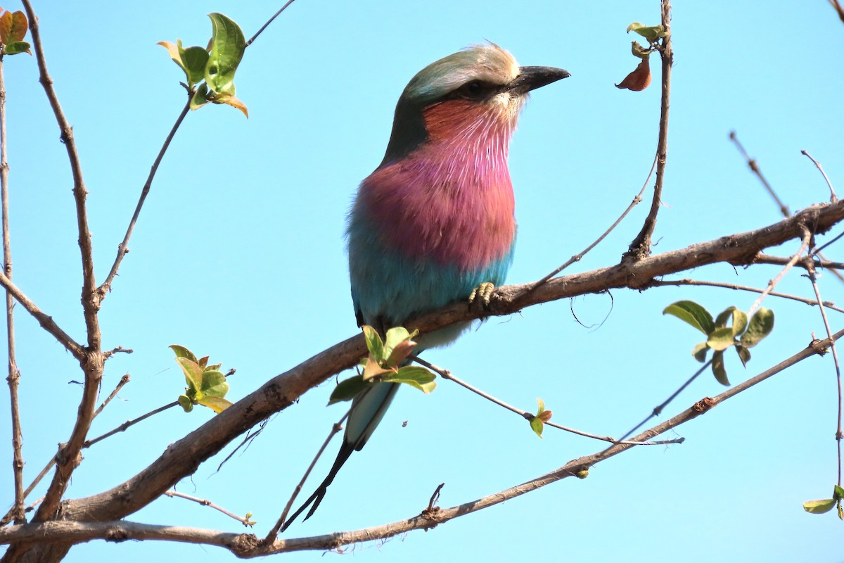 Lilac-breasted Roller - ML616353544