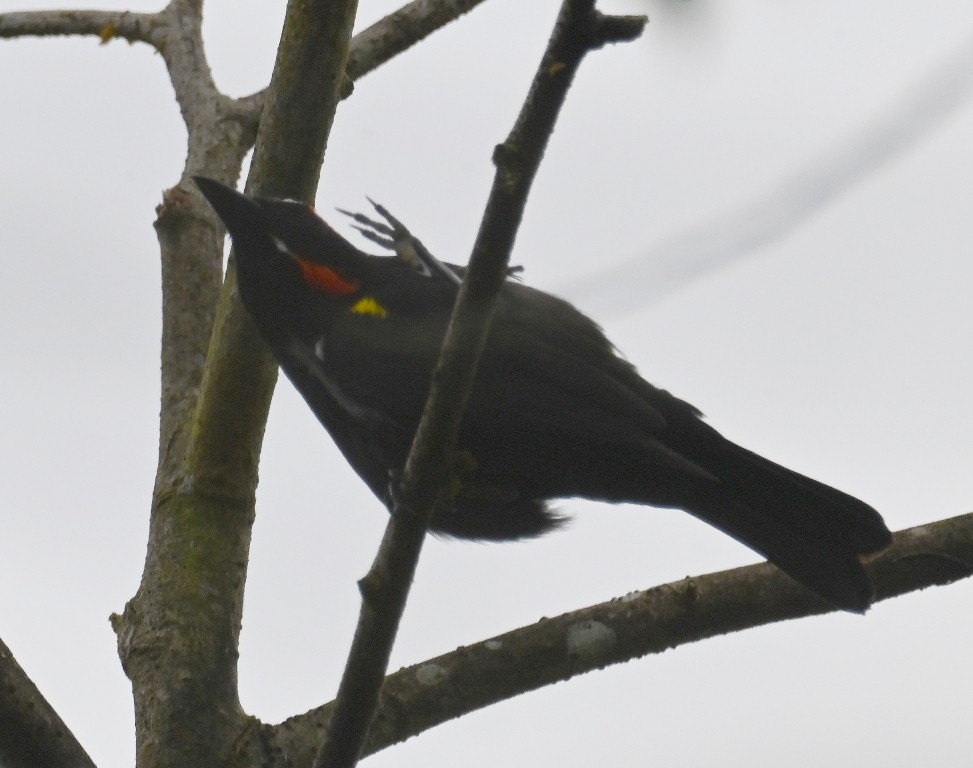 Scarlet-browed Tanager - ML616353695