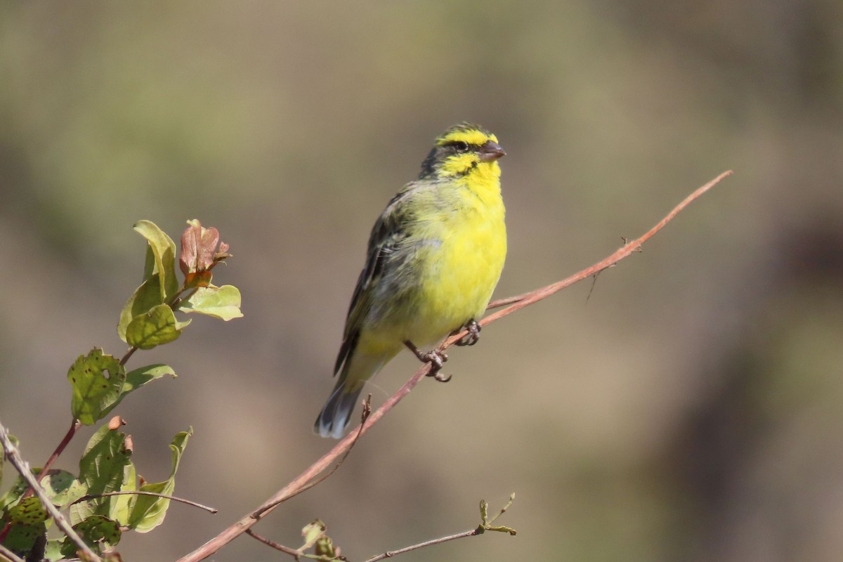 Yellow-fronted Canary - ML616353702