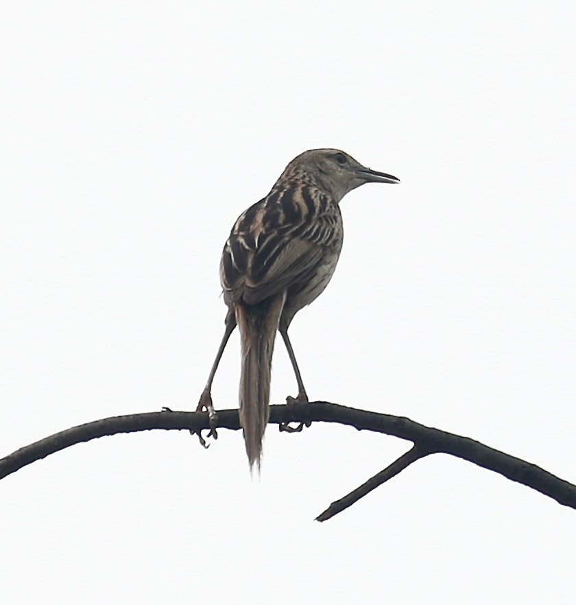 Striated Grassbird - Mark  Hogarth