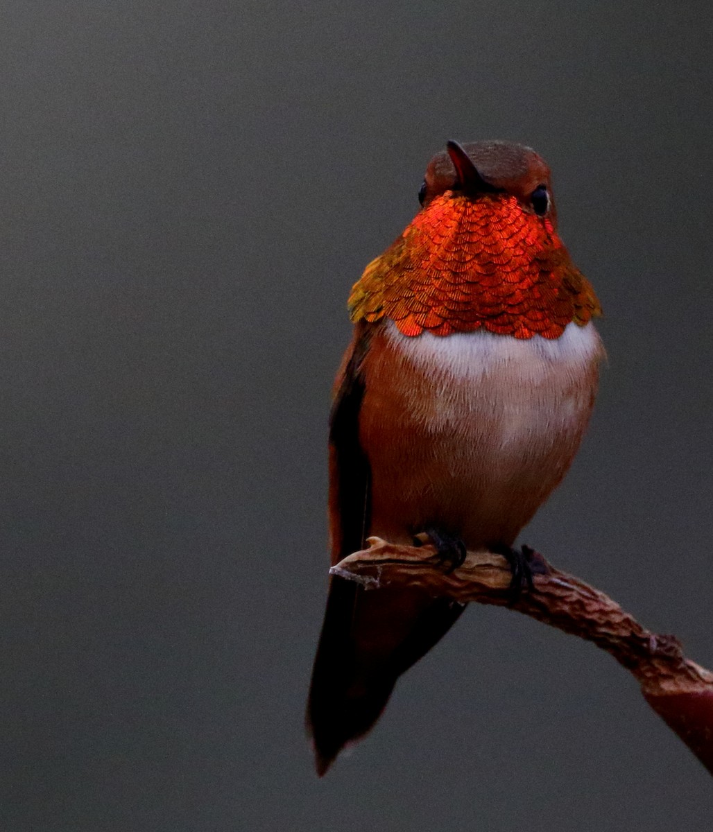 Rufous Hummingbird - Kent Leland