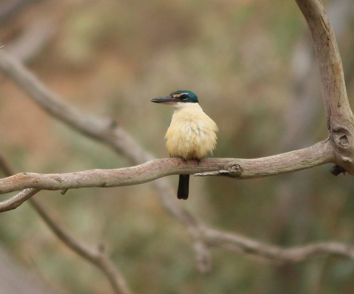 Sacred Kingfisher (Australasian) - Janine Duffy