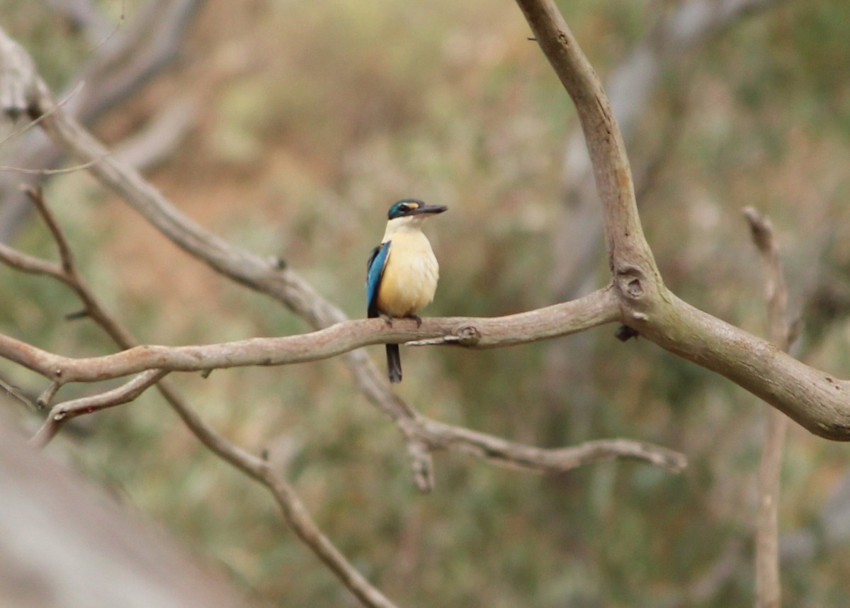 Sacred Kingfisher (Australasian) - ML616353800