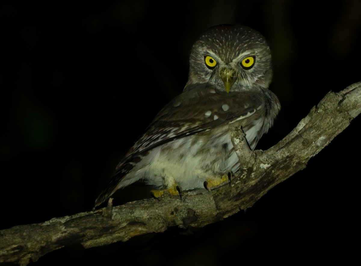 Ferruginous Pygmy-Owl (Ferruginous) - ML616353813