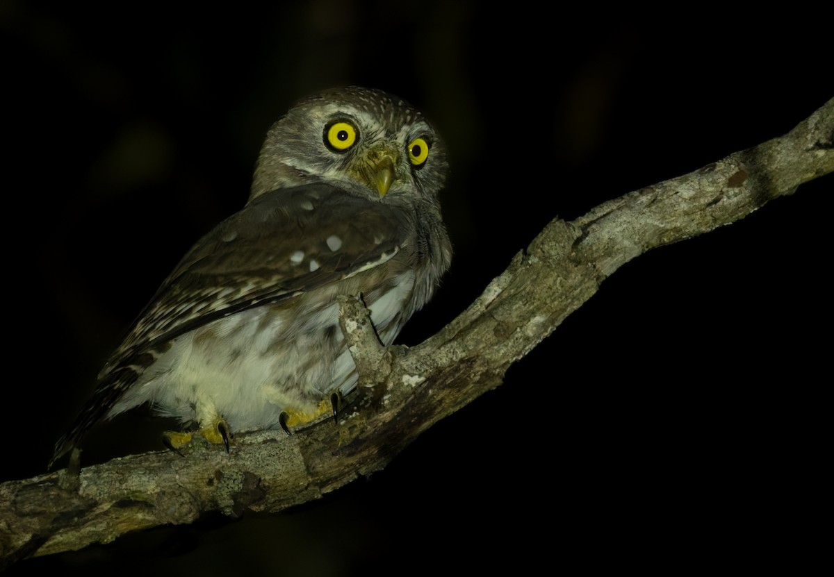 Ferruginous Pygmy-Owl (Ferruginous) - ML616353814