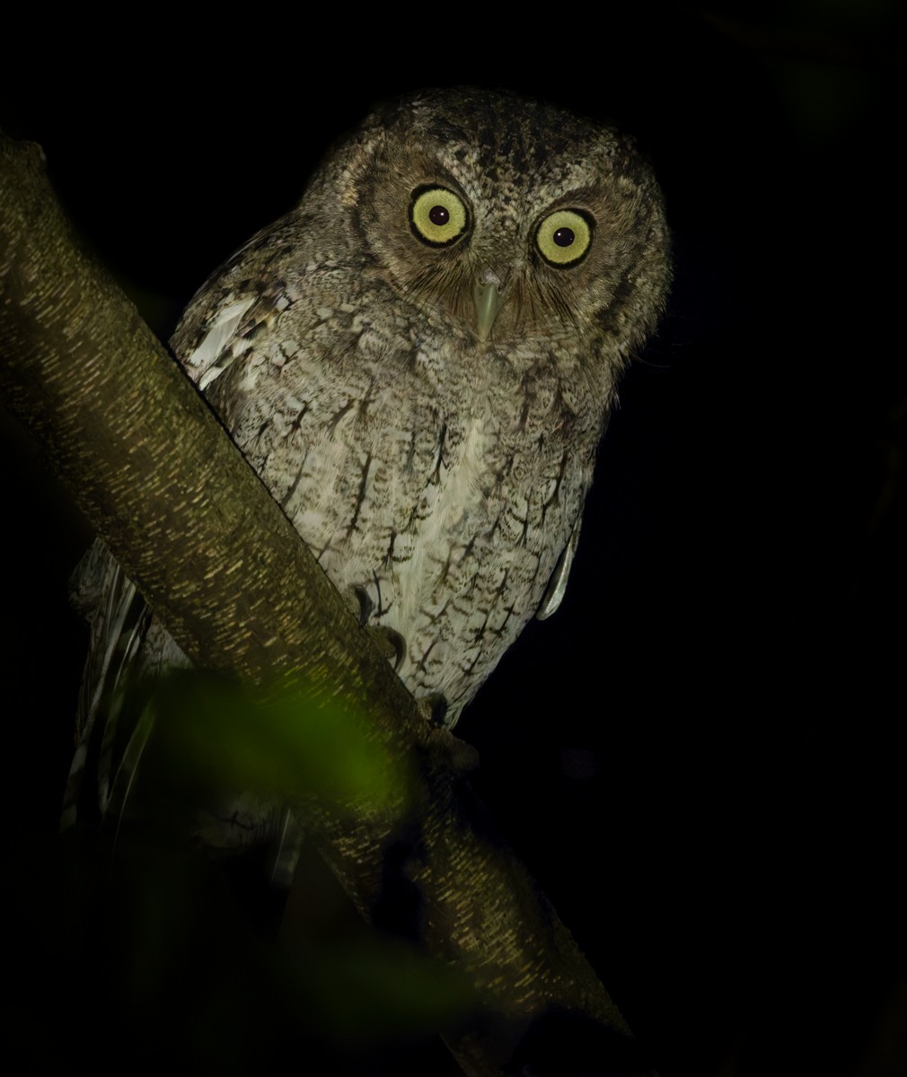 Middle American Screech-Owl (Middle American) - ML616353815