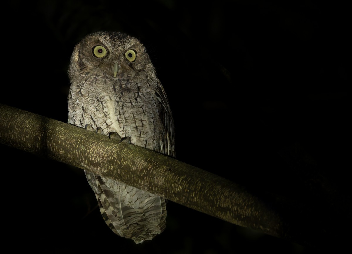 Middle American Screech-Owl (Middle American) - ML616353816