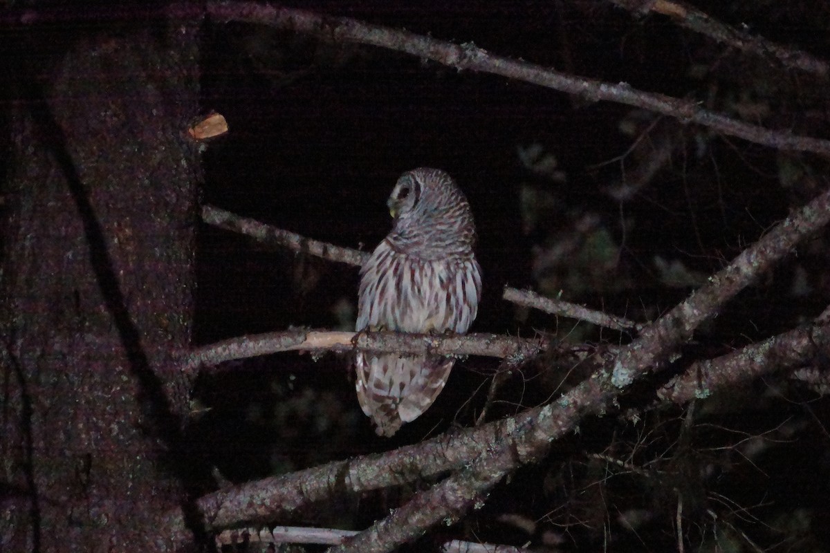 Barred Owl - Anonymous User