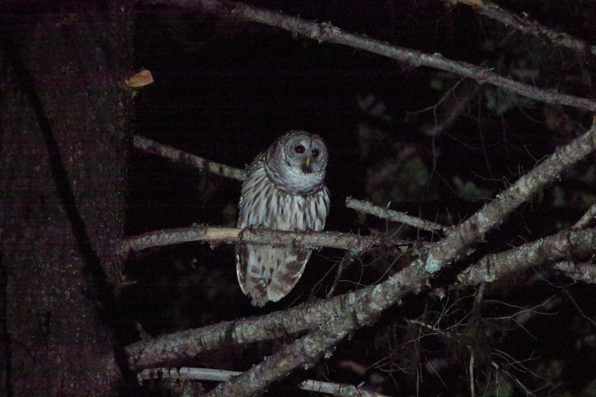 Barred Owl - Anonymous User