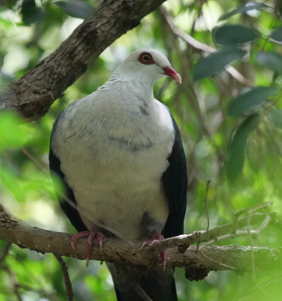 White-headed Pigeon - Ian Gibson