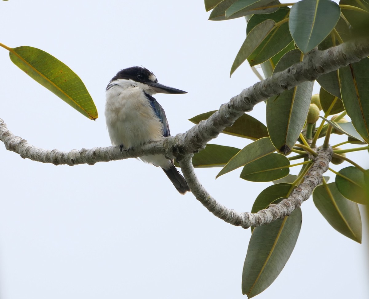 Forest Kingfisher - ML616353888