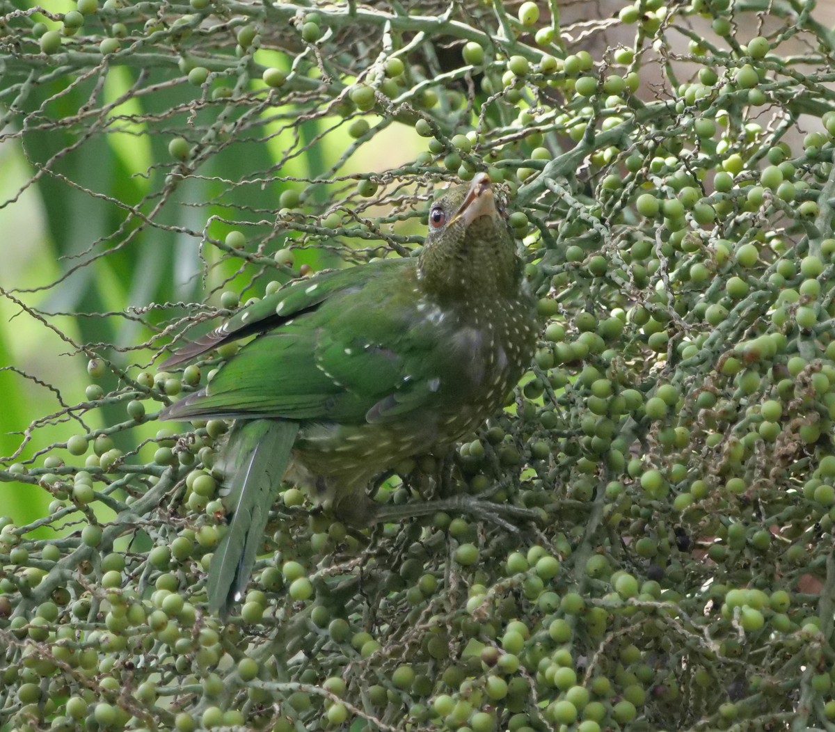 Green Catbird - ML616353907