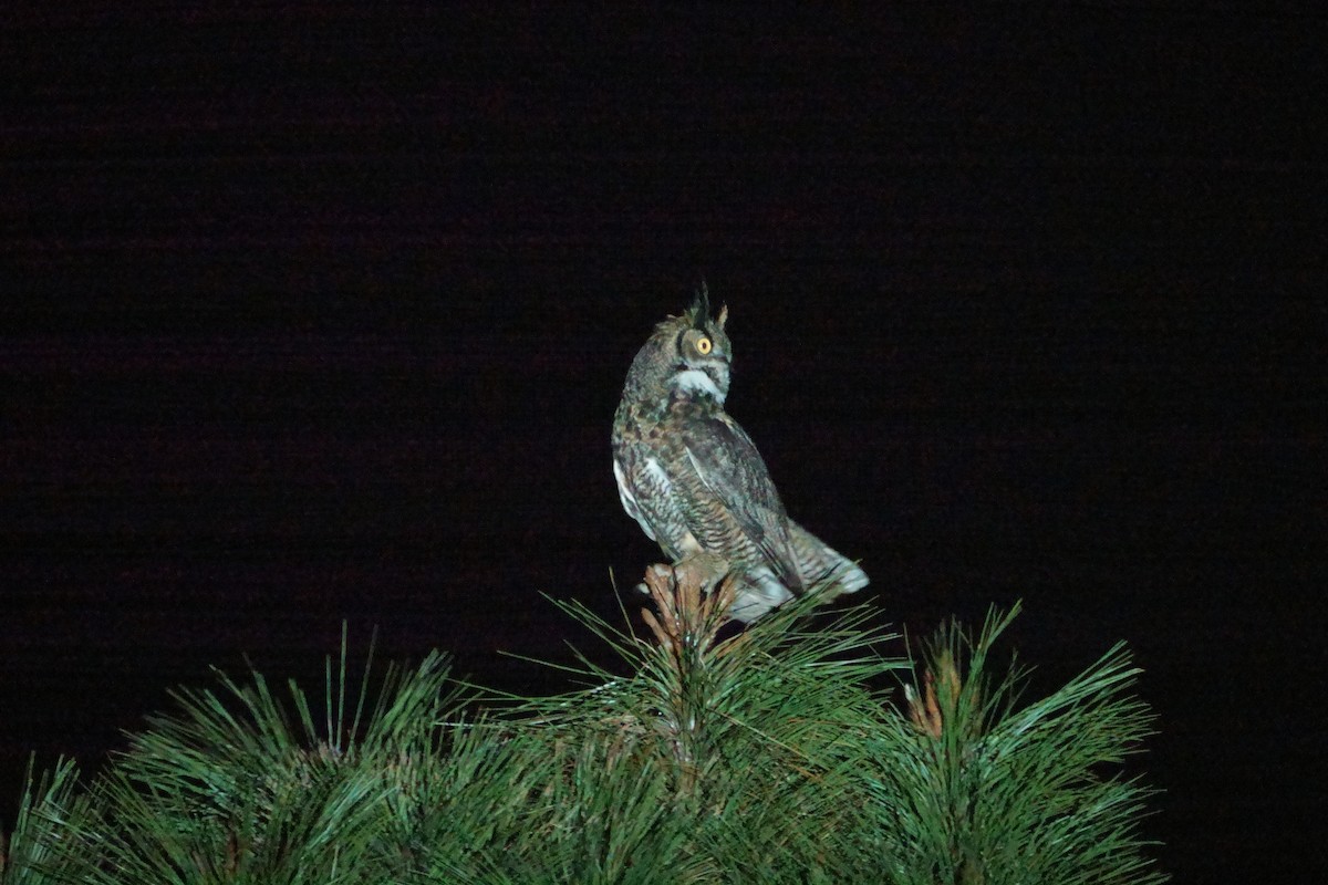 Great Horned Owl - ML616353917