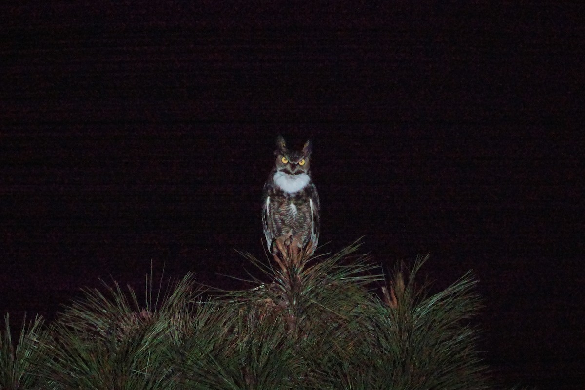 Great Horned Owl - Anonymous User
