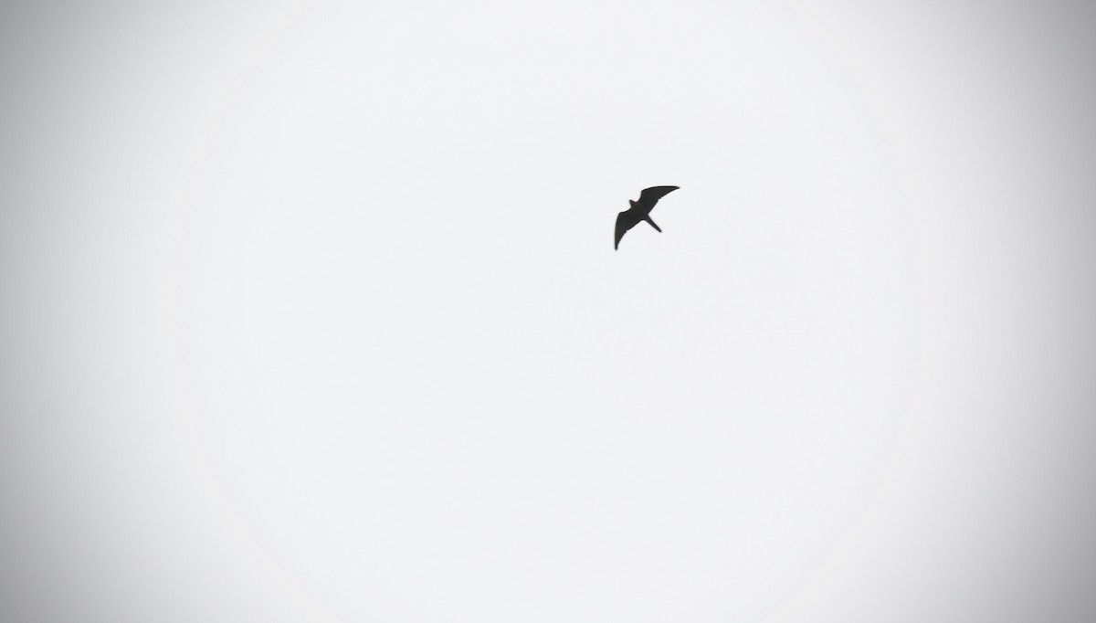 Black Falcon - David  Tytherleigh