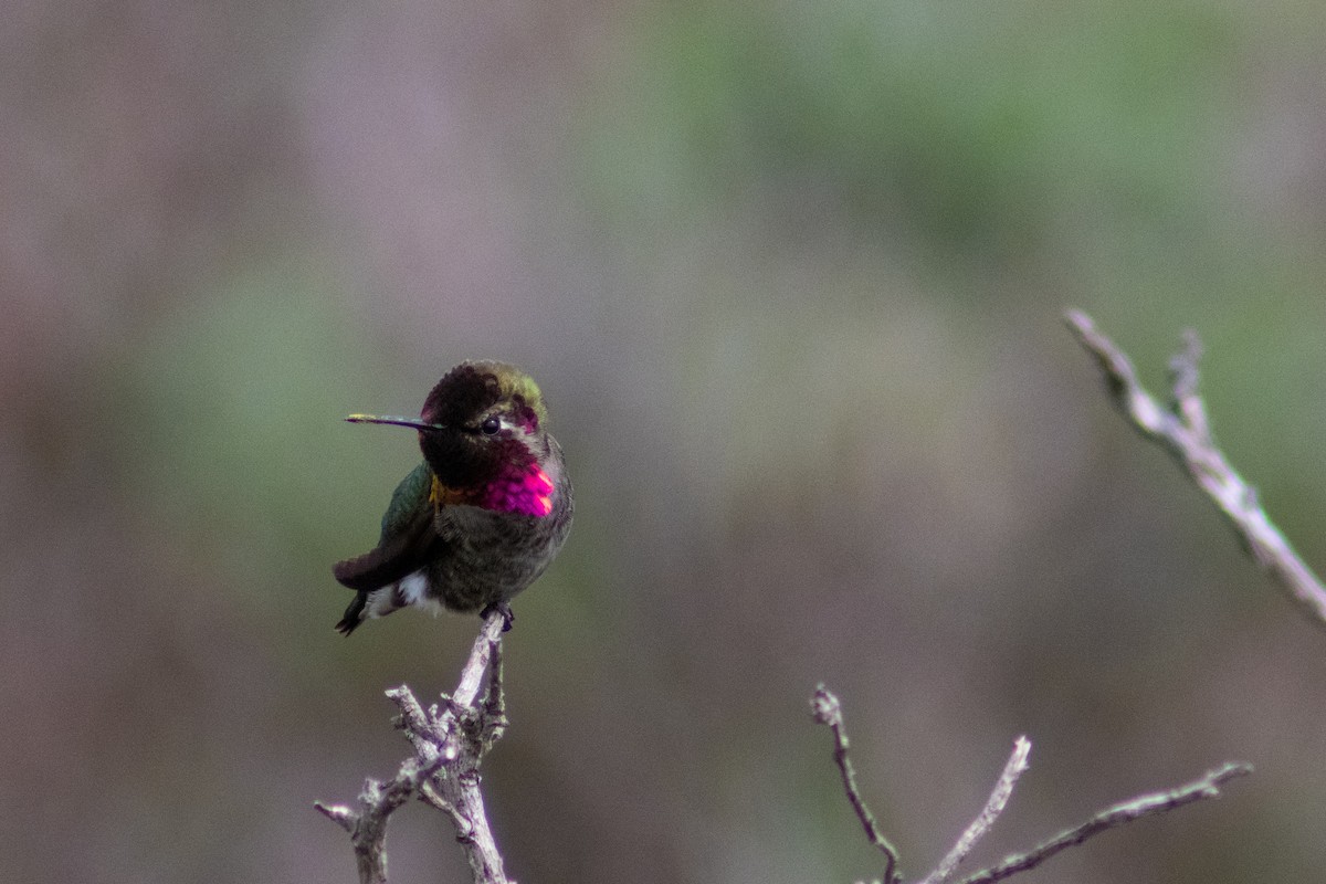 Anna's Hummingbird - ML616354021