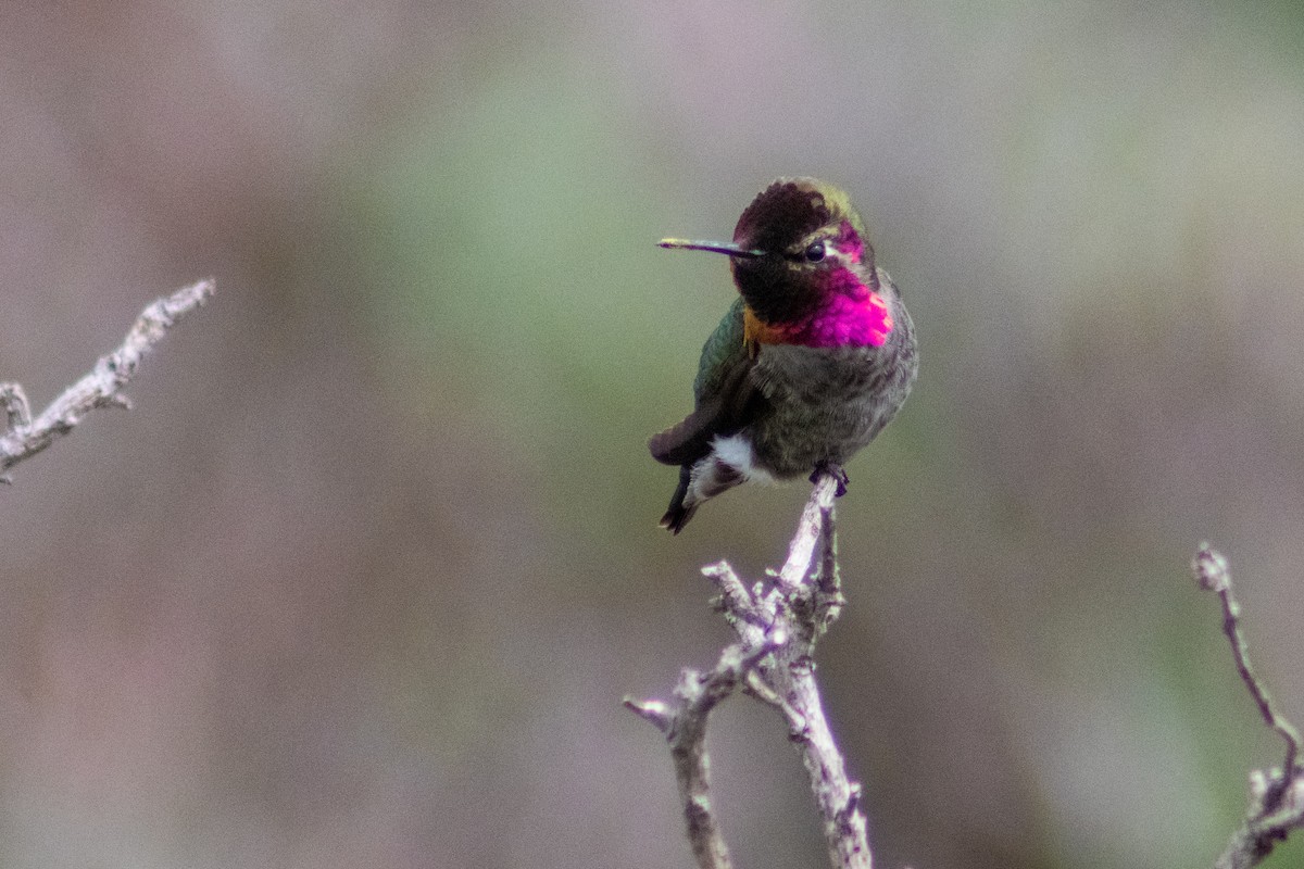 Anna's Hummingbird - ML616354026