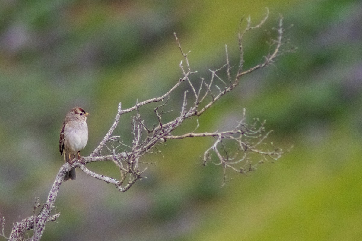 White-crowned Sparrow - ML616354040