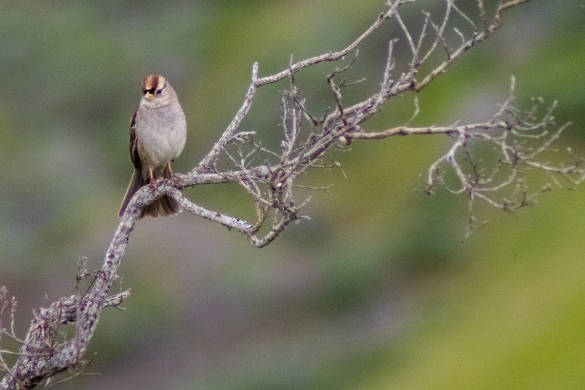White-crowned Sparrow - ML616354042