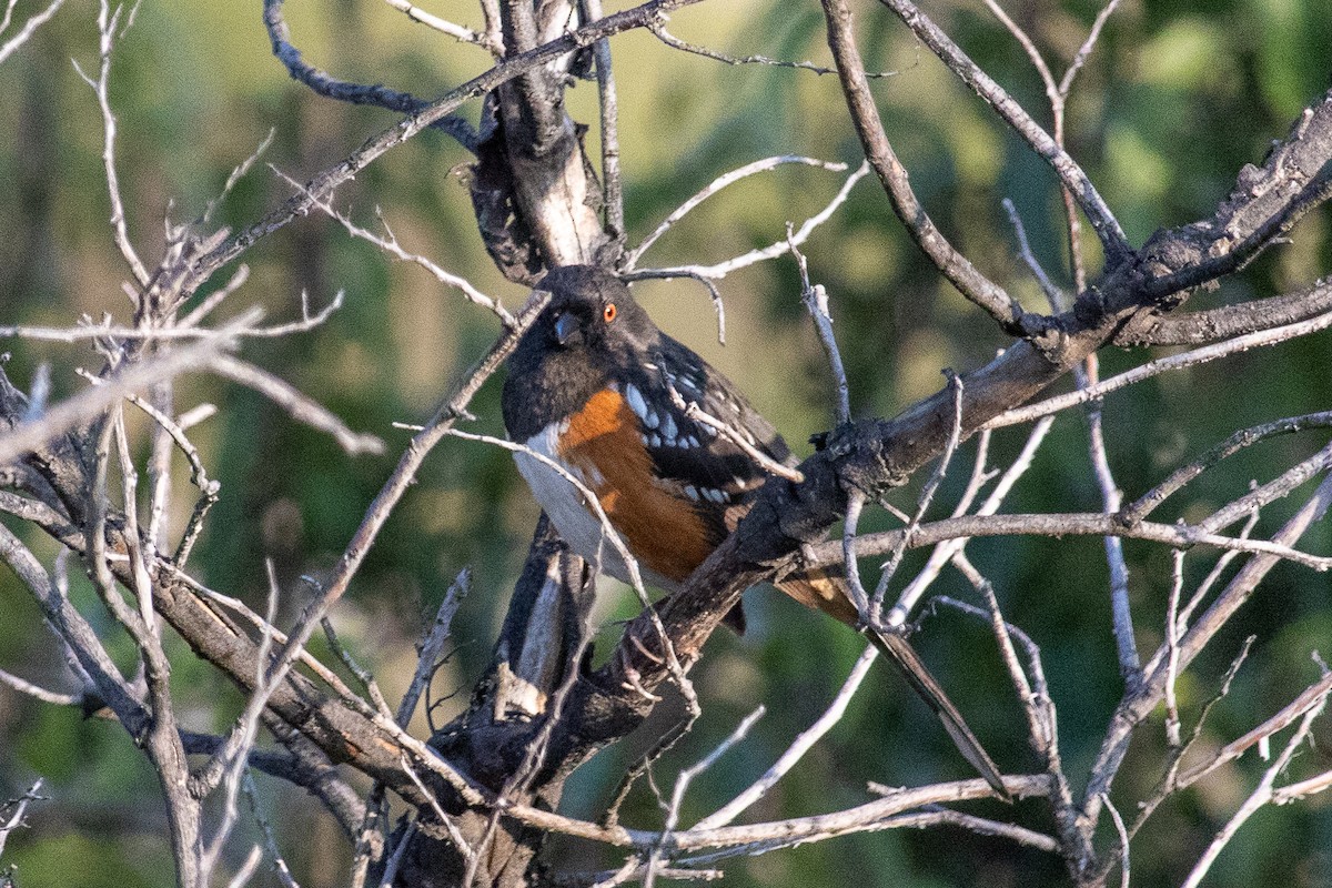 Spotted Towhee - ML616354270