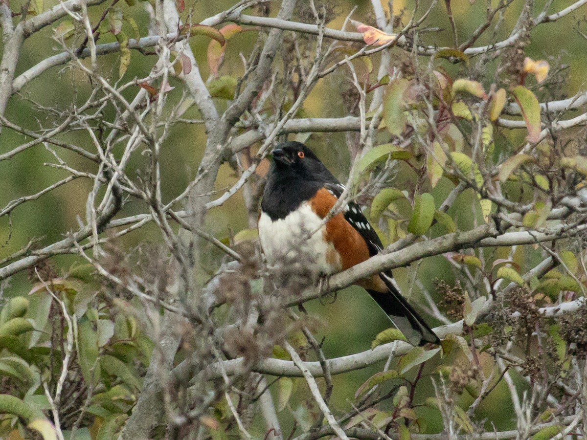 Spotted Towhee - ML616354304