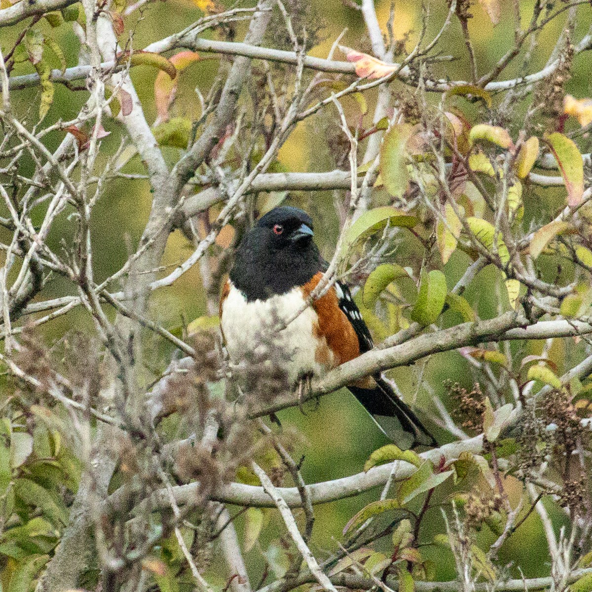 Spotted Towhee - ML616354305