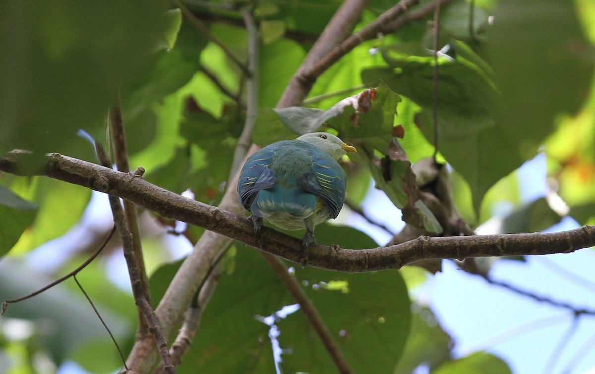 Серо-зелёный фруктовый голубь - ML616354681
